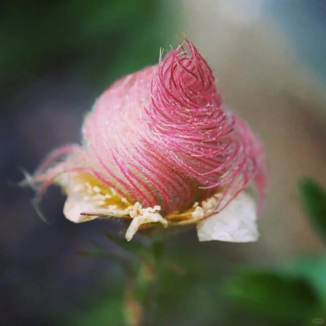 Prairie Smoke Flower Seeds