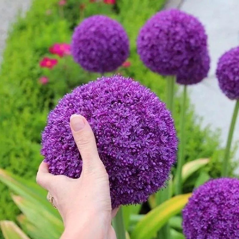 Enchanting Giant Allium Flower Seeds