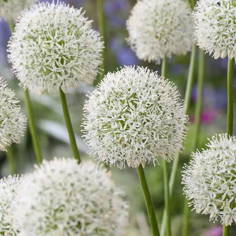 Enchanting Giant Allium Flower Seeds