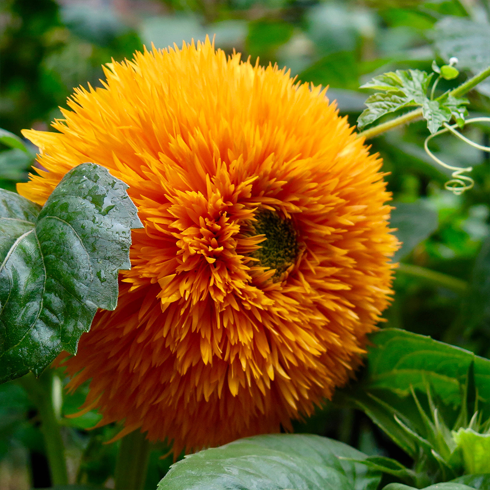 Teddy Bear Sunflower