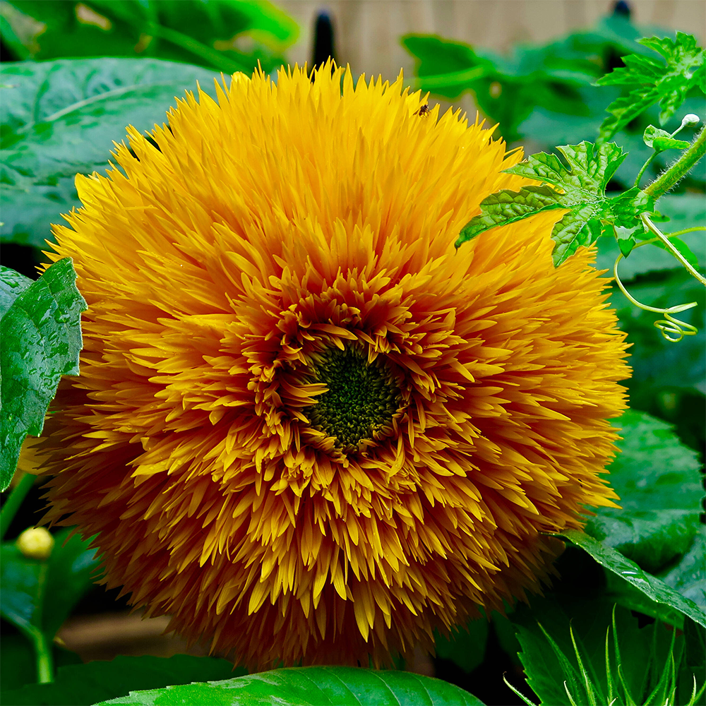 Teddy Bear Sunflower