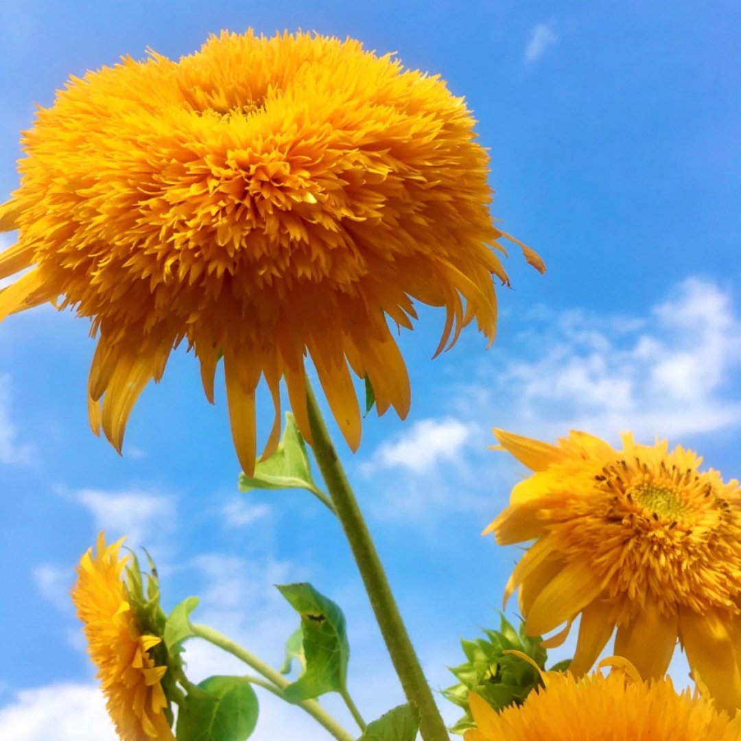 Teddy Bear Sunflower – Your Garden’s Radiant All-Season Charm 🌻