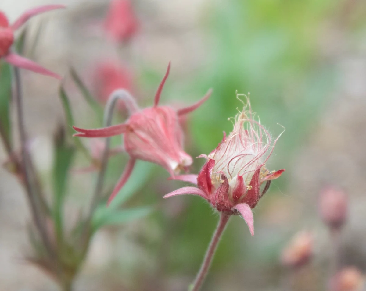 Prairie Smoke Flower Seeds