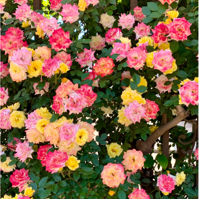 Climbing Rainbow Rose Seeds