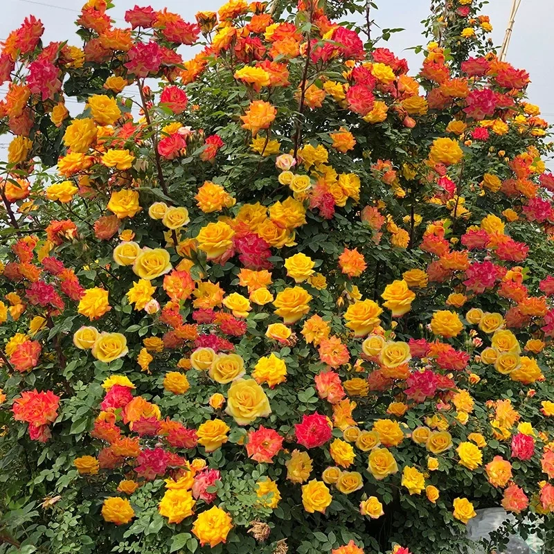 Climbing Rainbow Rose Seeds