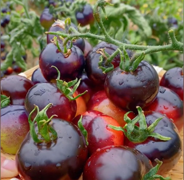 Black Tomato - Black Beauty Queen🍅