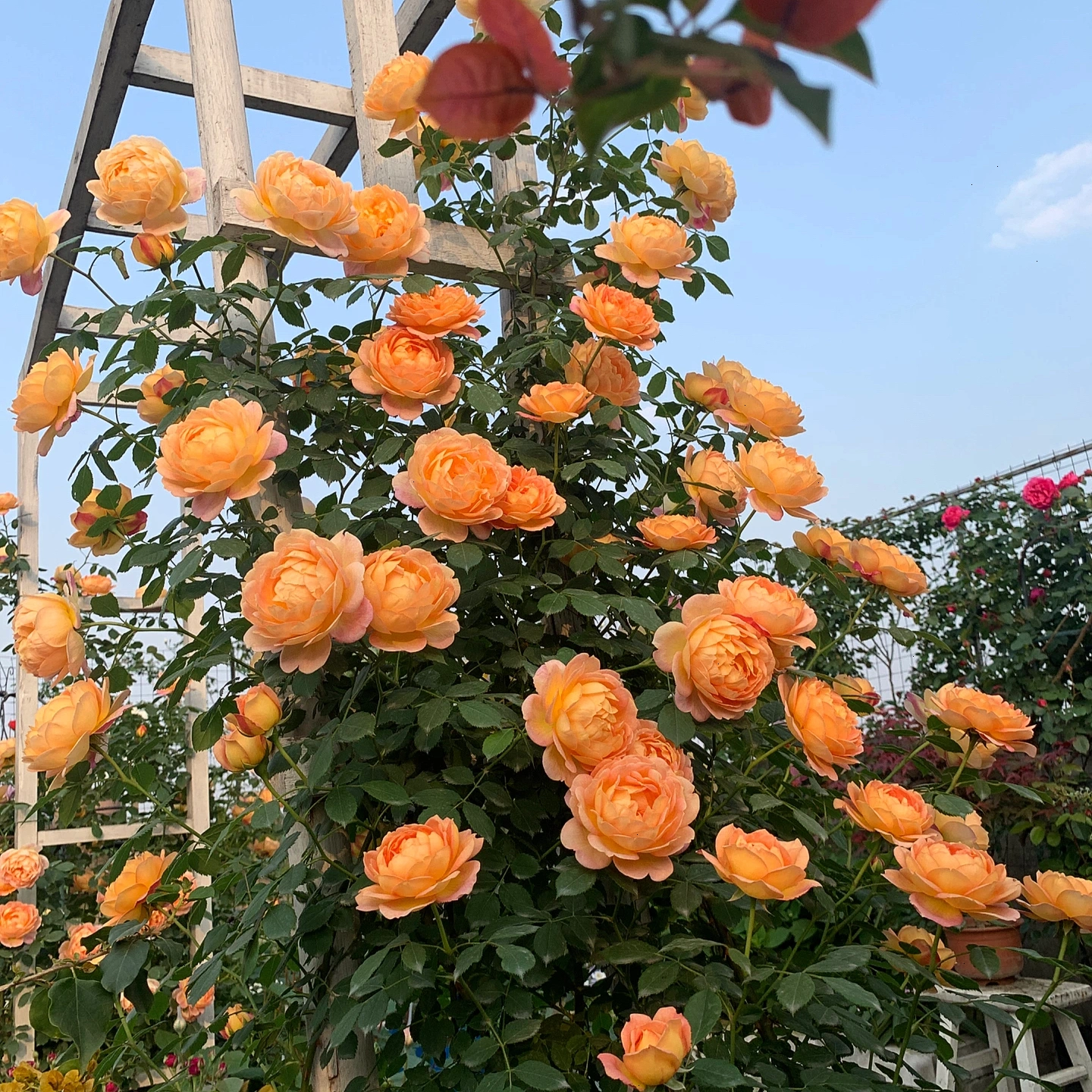 🌹【7 days germination】Last Day Sale - 49% OFF💐Beautiful Climbing Rose Seeds