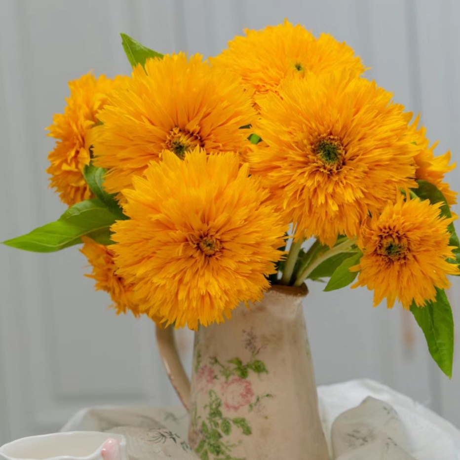 Teddy Bear Sunflower – Your Garden’s Radiant All-Season Charm 🌻