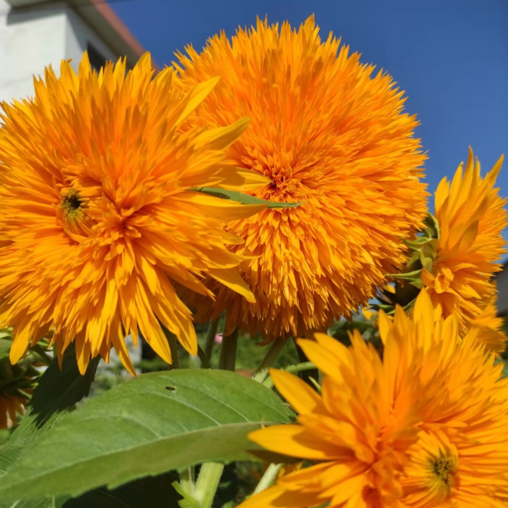 Teddy Bear Sunflower – Your Garden’s Radiant All-Season Charm 🌻