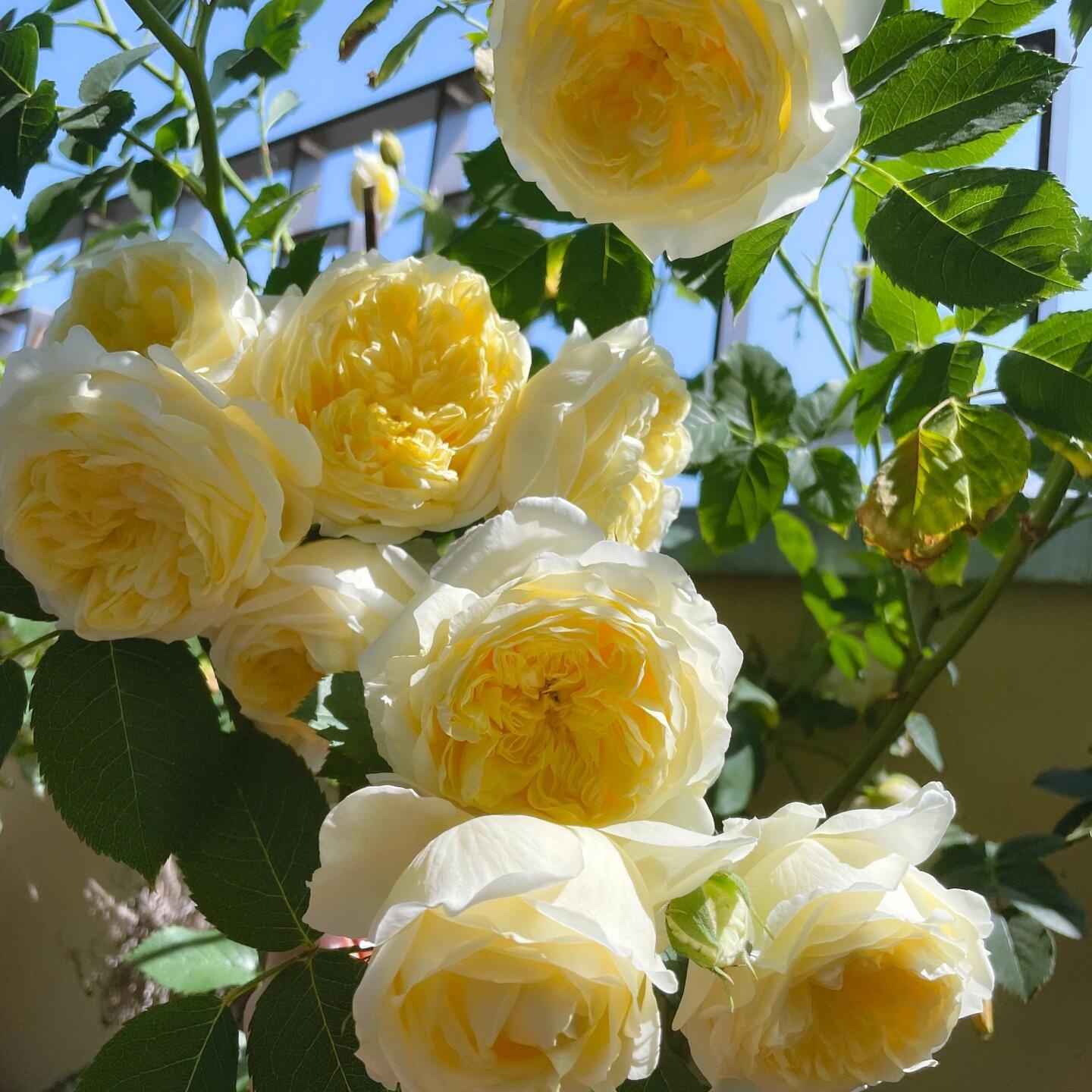 🌹CLIMBING ROSE SEEDS - LUCK RISES