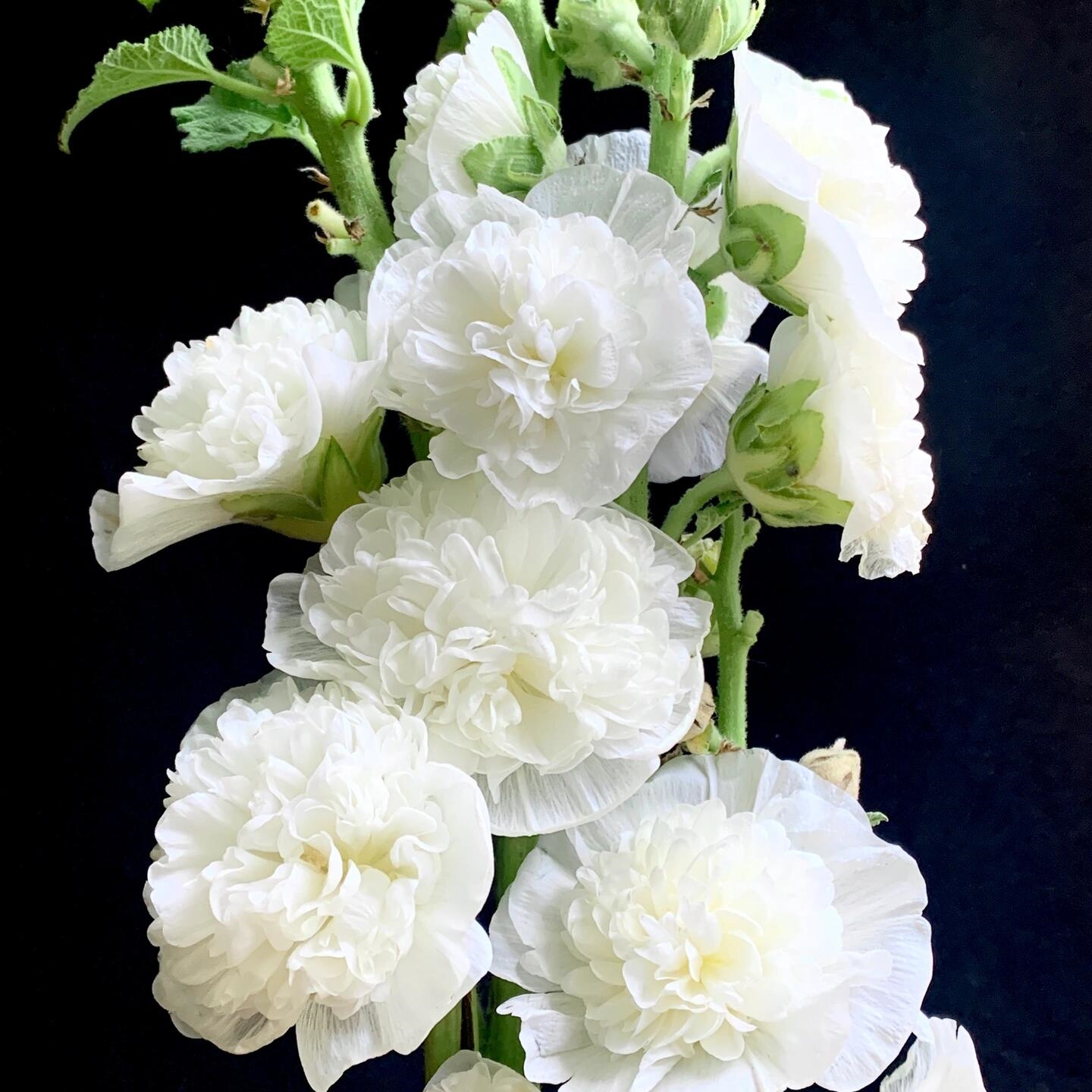 🌸Last Day Sale - 50% OFF💐Double Hollyhock Seeds