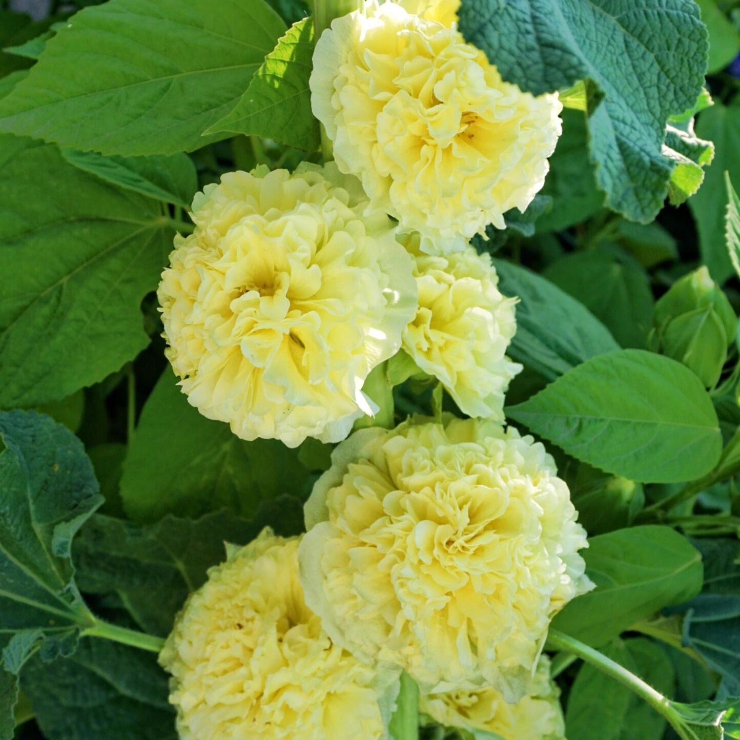 🌸Last Day Sale - 50% OFF💐Double Hollyhock Seeds