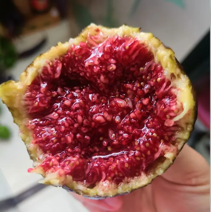 🍑Super Giant Fig Tree Seeds - The Sweetness of a Peach in Every Bite! 🌟