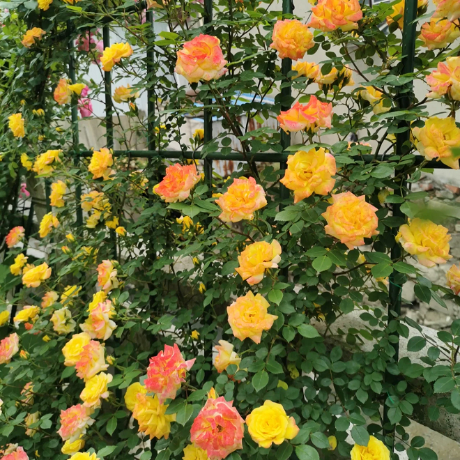 Climbing Rainbow Rose Seeds