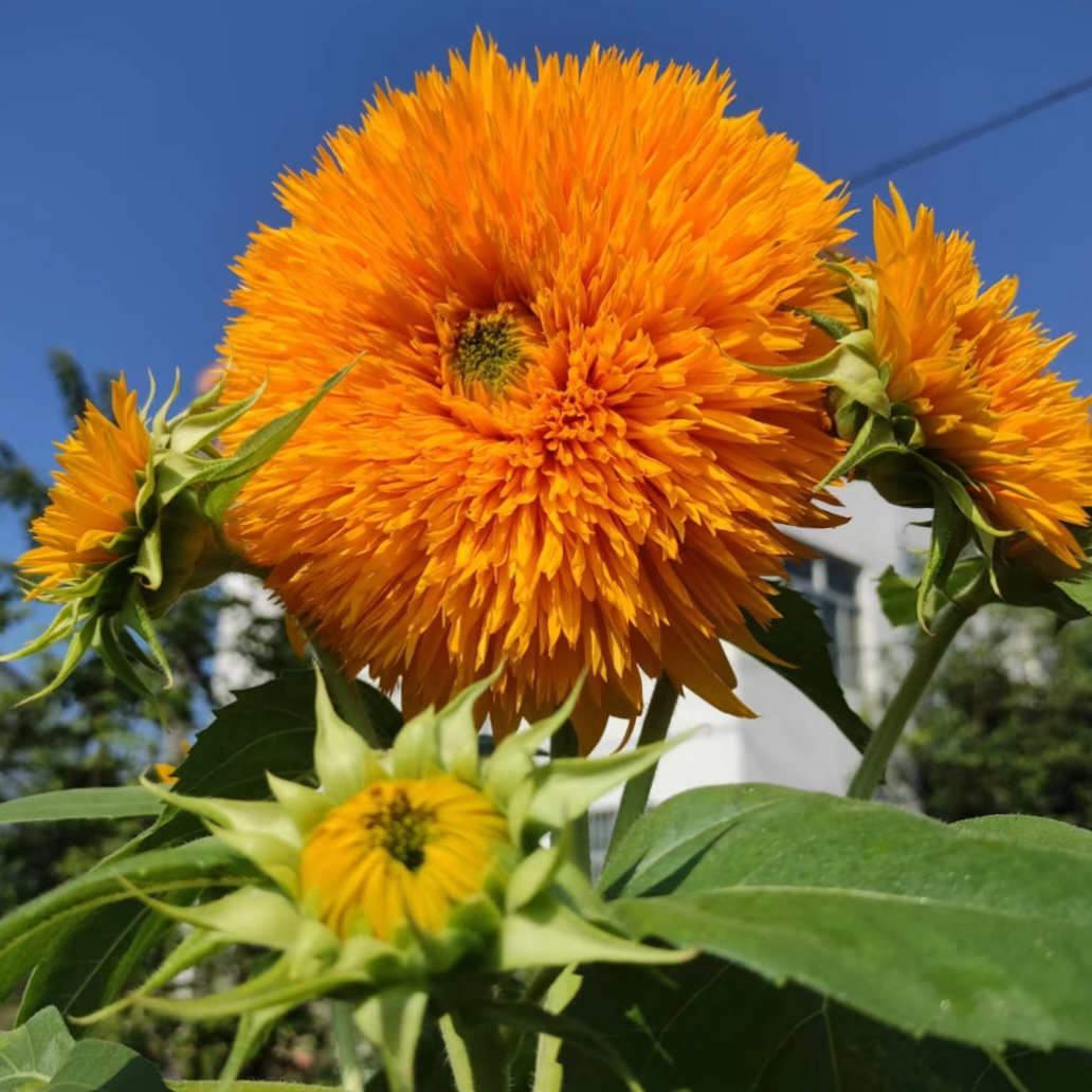 Teddy Bear Sunflower – Your Garden’s Radiant All-Season Charm 🌻
