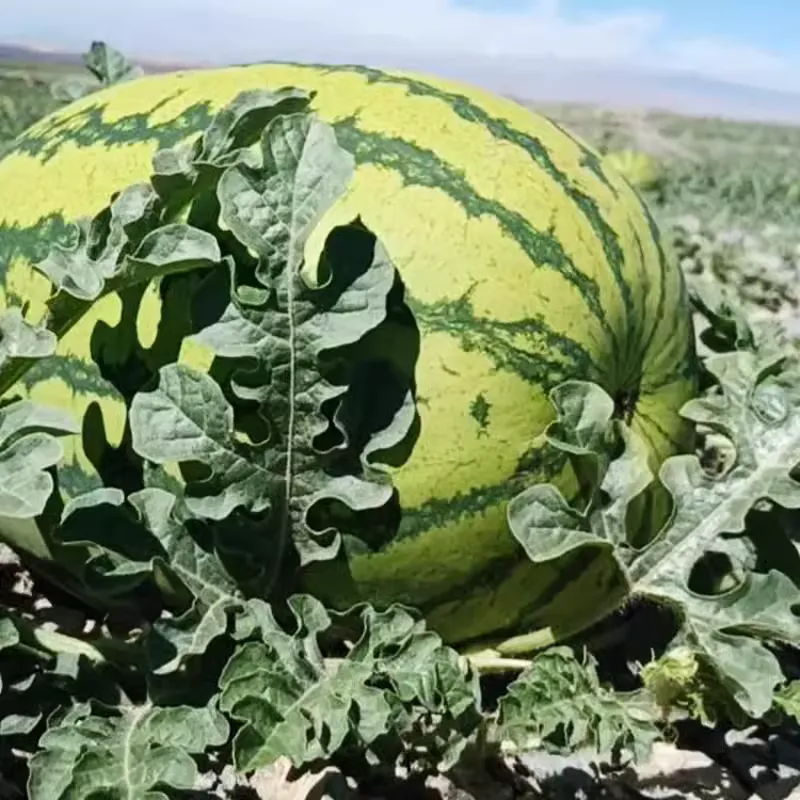 🔥⏰Last Day 49% OFF - 🍉Lazy Man's Watermelon Seeds