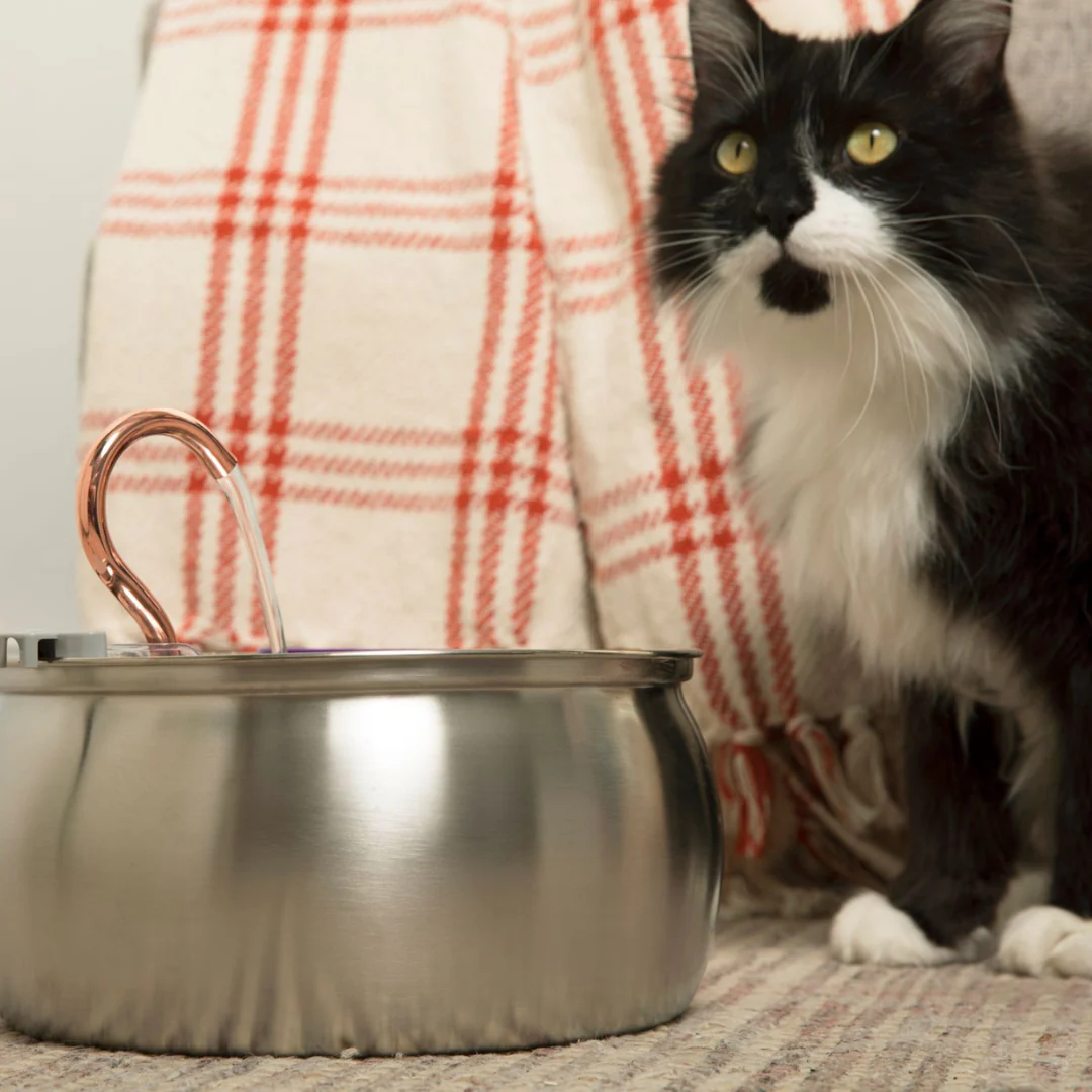 😻😻KittySpout™ Vezeték nélküli Itató - Egészséges és Boldog Macska Készlet