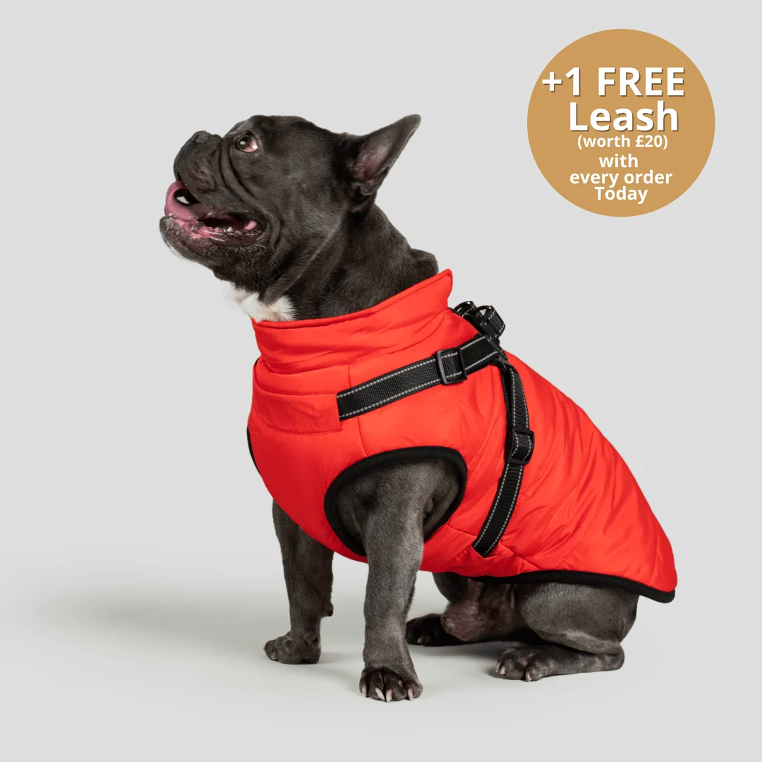 3-in-1 Dog Winter Jacket with Built-In Harness