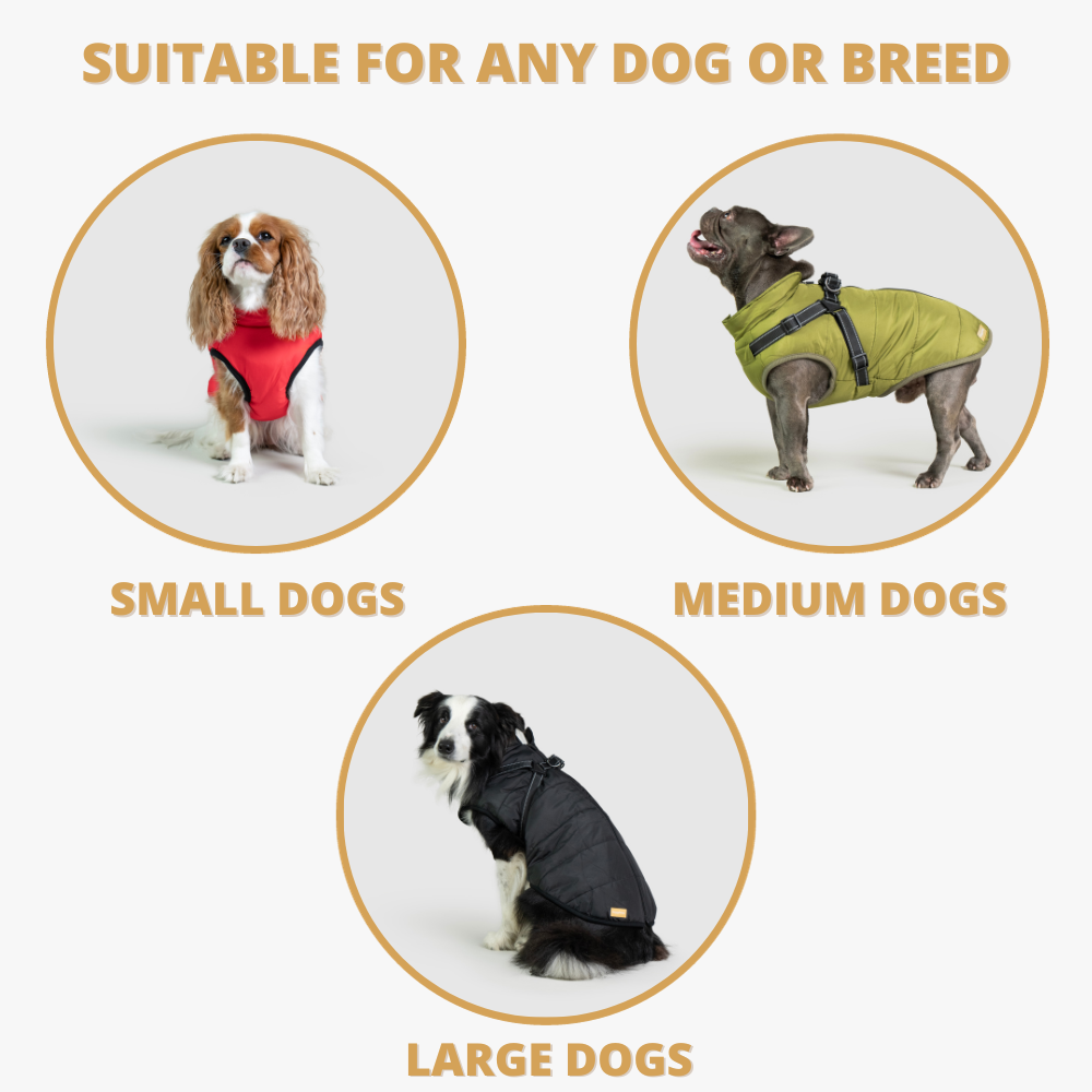DoggyKings jacket for small medium and large dogs