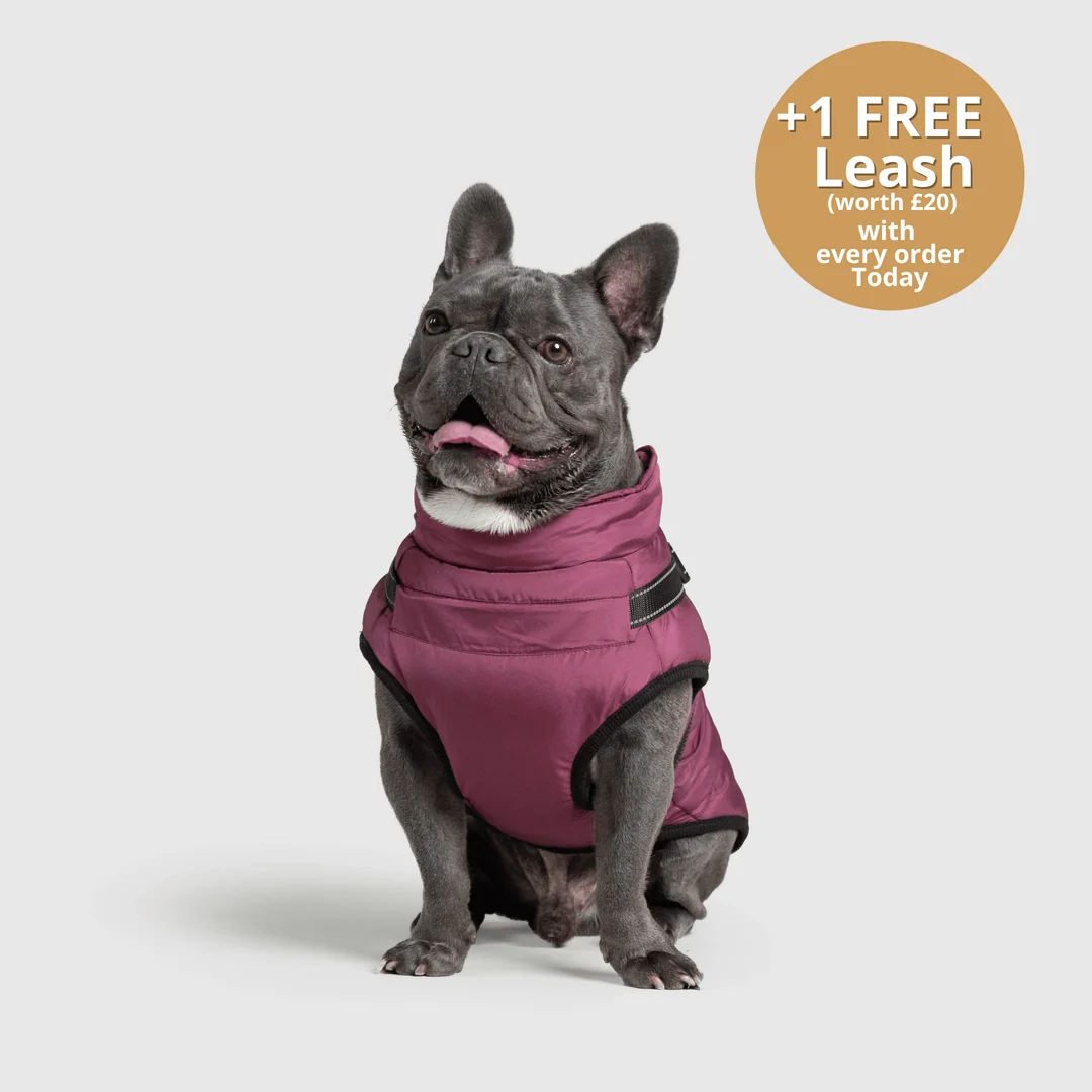 3-in-1 Dog Winter Jacket with Built-In Harness