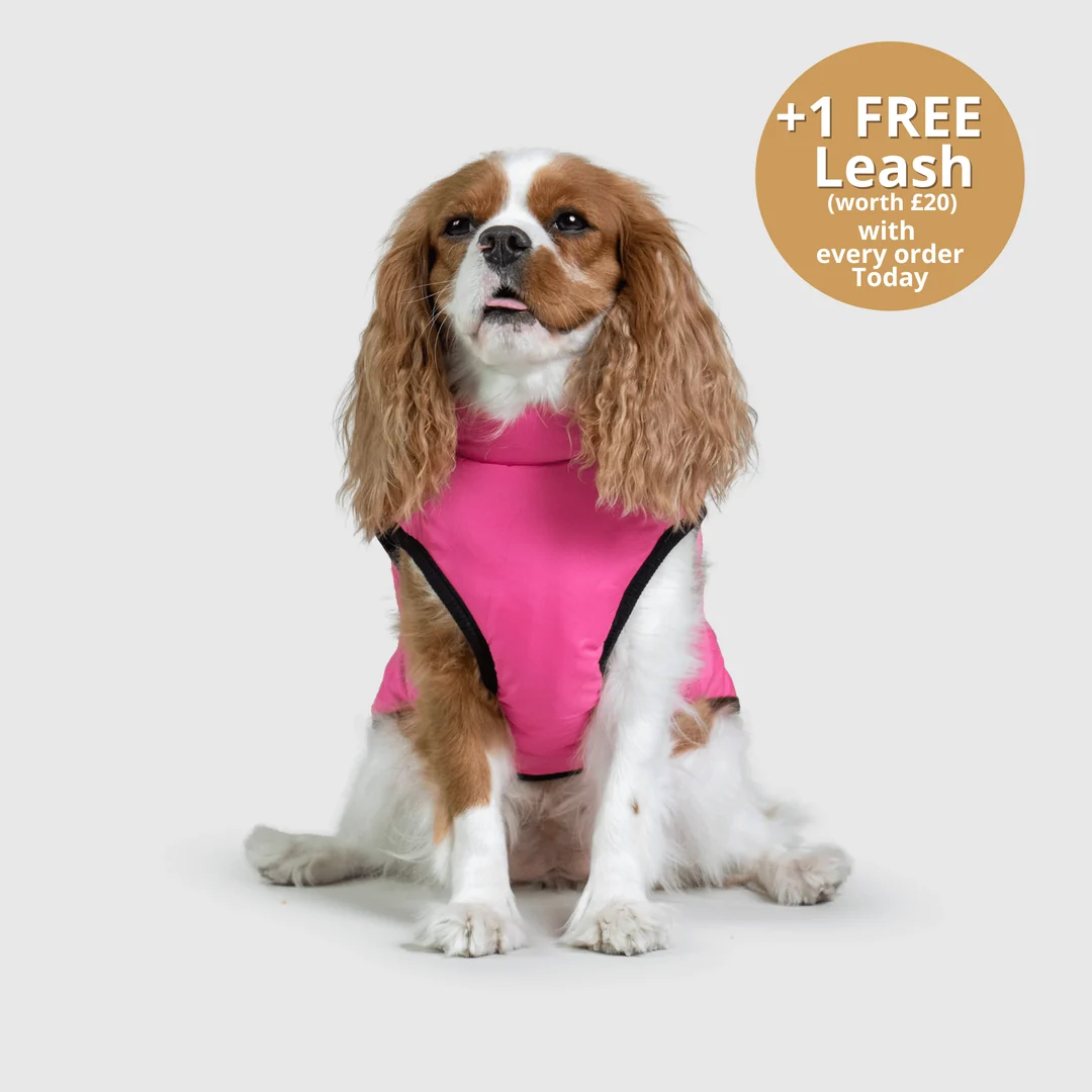 3-in-1 Dog Winter Jacket with Built-In Harness