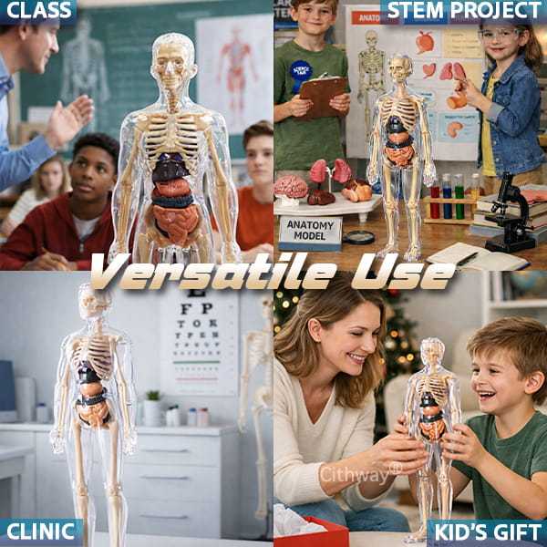 🔥🔥Black Friday Special DEAL!!!🔥🔥Detachable Clear-View Human Anatomy