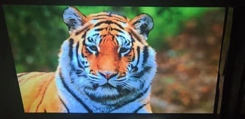 Customer projector image quality photo