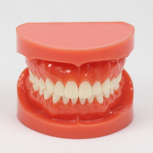 Professional Dental Teach Study Adult Standard Typodont Demonstration Model 1:1 image 1