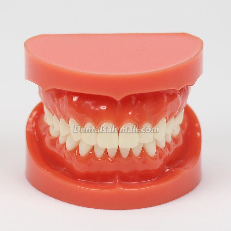Professional Dental Teach Study Adult Standard Typodont Demonstration Model 1:1 image 2
