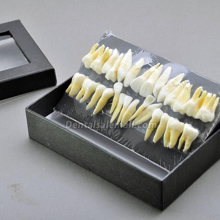 28-Piece Dental Model Teeth Model 1:1 Full Permanent Teeth 7008 image 2