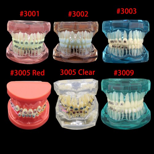 Professional Dental Orthodontic Treatment Demonstration Practice Teeth Model image 1