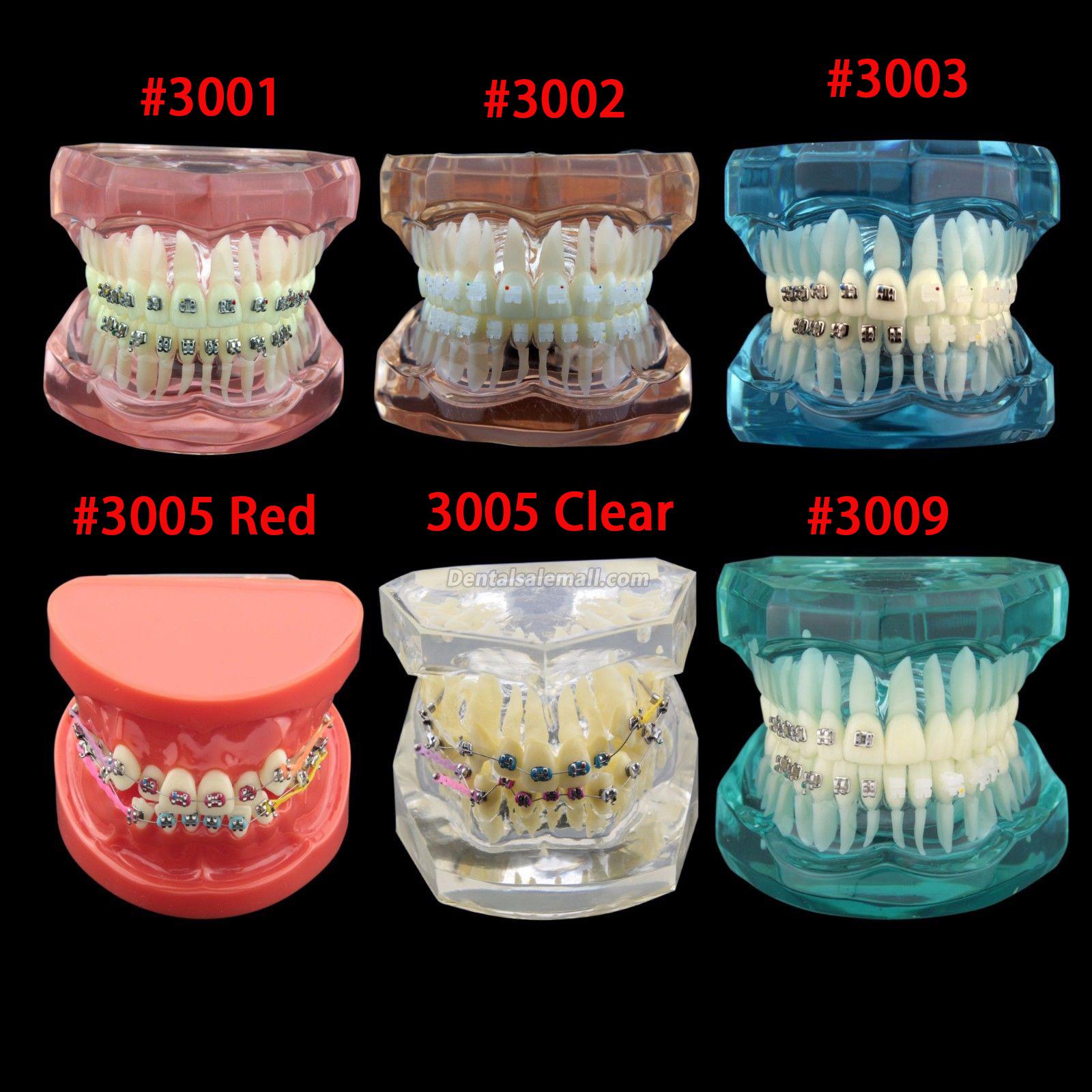 Professional Dental Orthodontic Treatment Demonstration Practice Teeth Model image 2