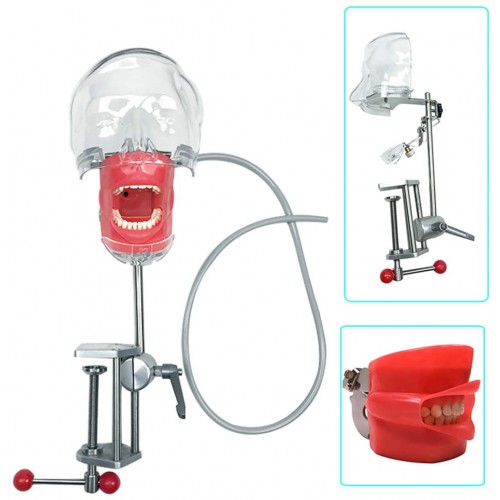 Bench Mount Professional Dental Simulator Manikin Phantom Head Typodont Compatible Nissin Kilgores image 1