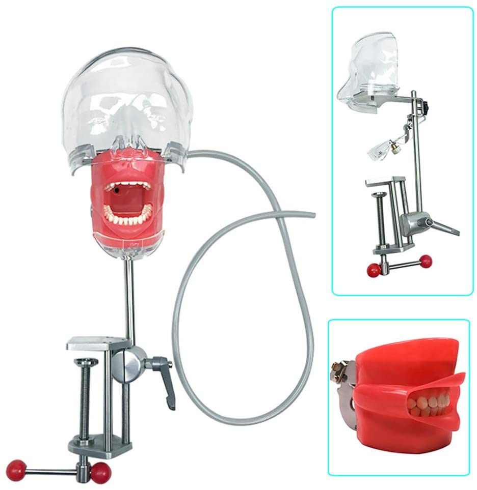 Bench Mount Professional Dental Simulator Manikin Phantom Head Typodont Compatible Nissin Kilgores image 2