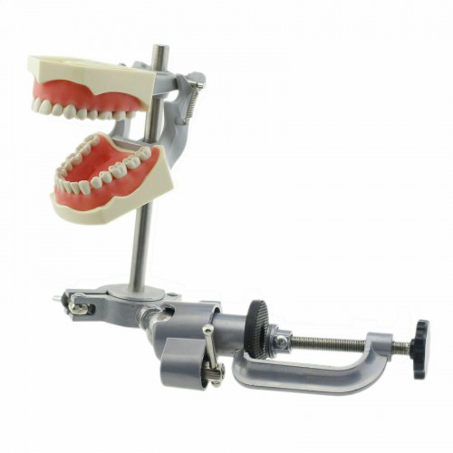 Dental Typodont Model with Pole Mount Practice 32-Piece Teeth, Compatible and Columbia 860 image 1