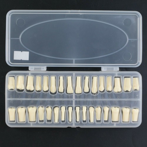 Dental Replacement Typodont Teeth 32-Piece with Screws, Compatible and Kilgore Nissin 200 image 1