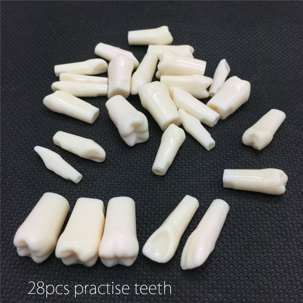 Dental Replacement Typodont Teeth 32-Piece with Screws, Compatible and Kilgore Nissin 200 image 3