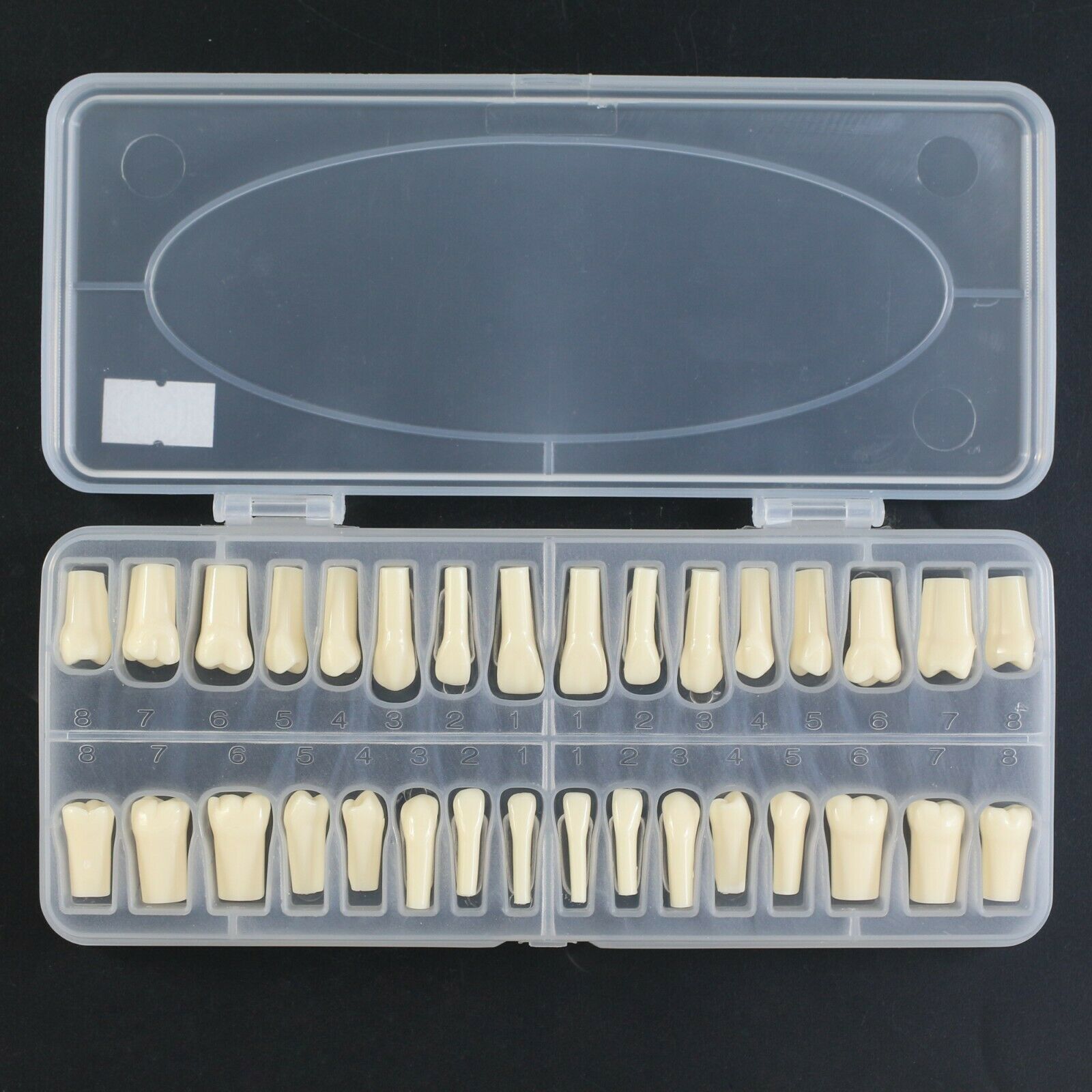 Dental Replacement Typodont Teeth 32-Piece with Screws, Compatible and Kilgore Nissin 200 image 2