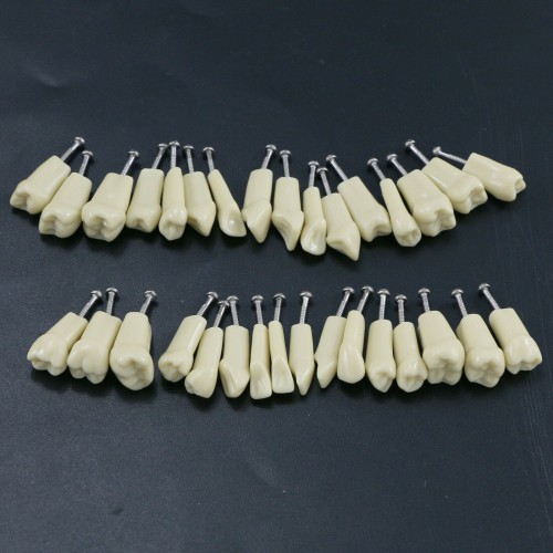 Dental Typodont Restorative Standard Simulation Model with 32-Piece Removable Teeth Compatible Frasaco AG3 image 1