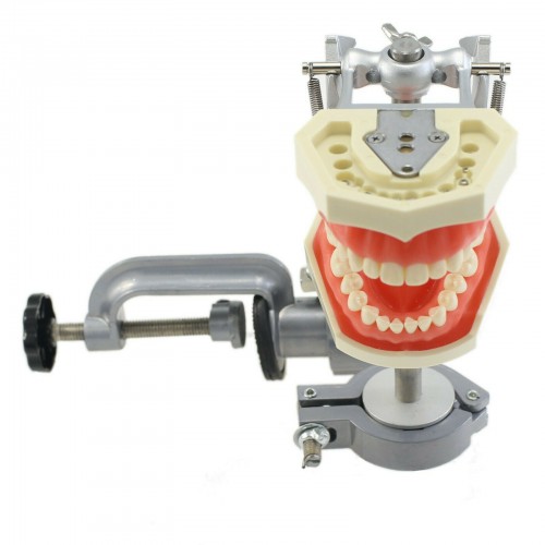 Dental Typodont with Mounting Pole, 28PcsTeeth Model, Compatible, and the Kilgore Nissin 200 image 1