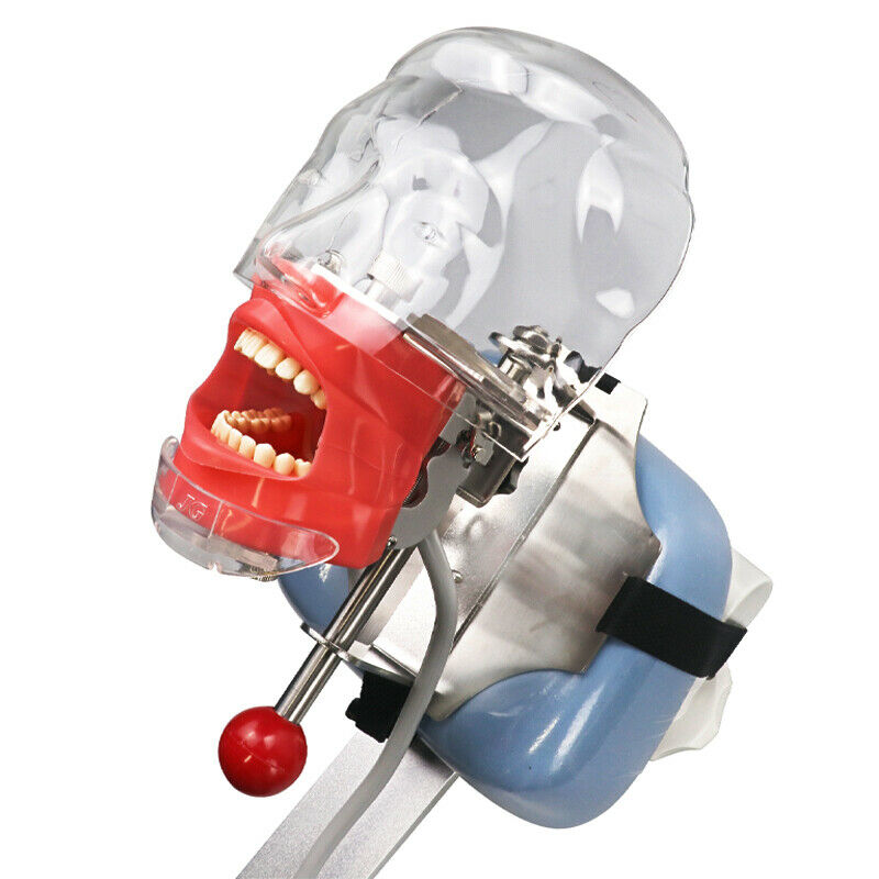 Professional Dental Manual Manikin Simulator Phantom Head Model for Dental Chair Headrest, Compatible with Nissin Kilgore image 3