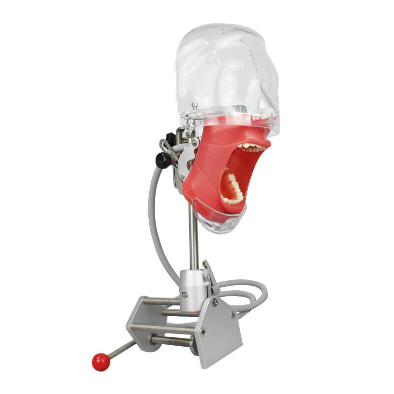 Dental Manual Manikin Simulator Phantom Head Model Training Practice, Compatible with Nissin Kilgore image 2