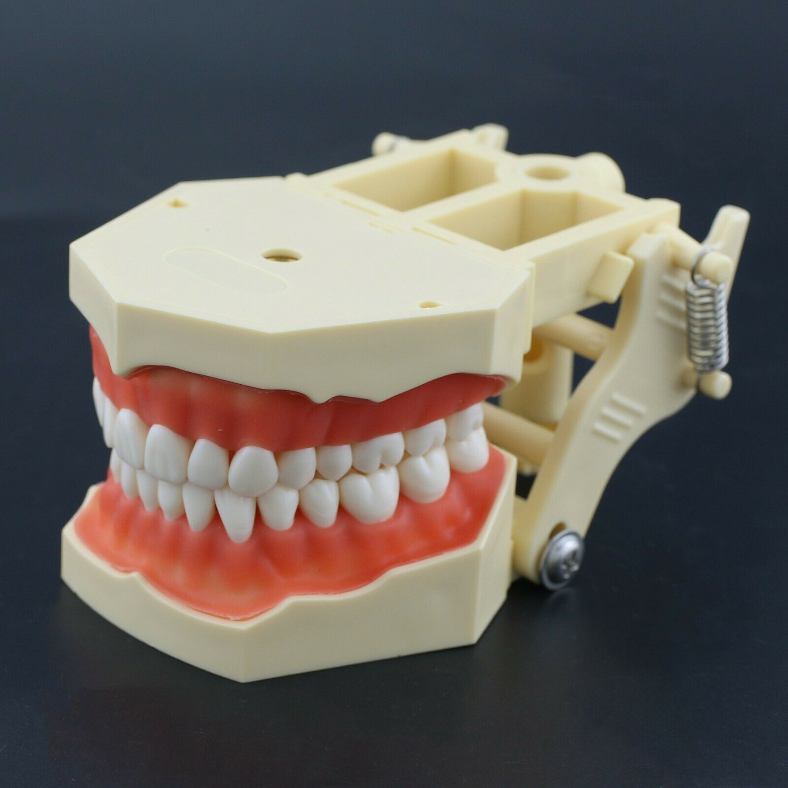Professional Dental Practice Model Typodont, Compatible with Columbia NISSIN Kilgore Frasaco 28/32 Teeth image 2