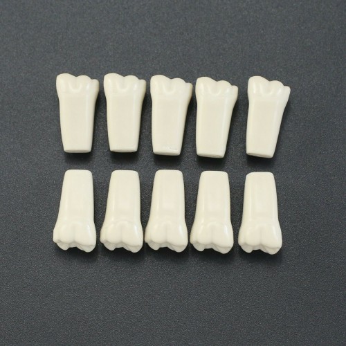 10-Piece/Lot Dental Typodont Teeth Replacement Teeth, Compatible with Columbia 860 image 1