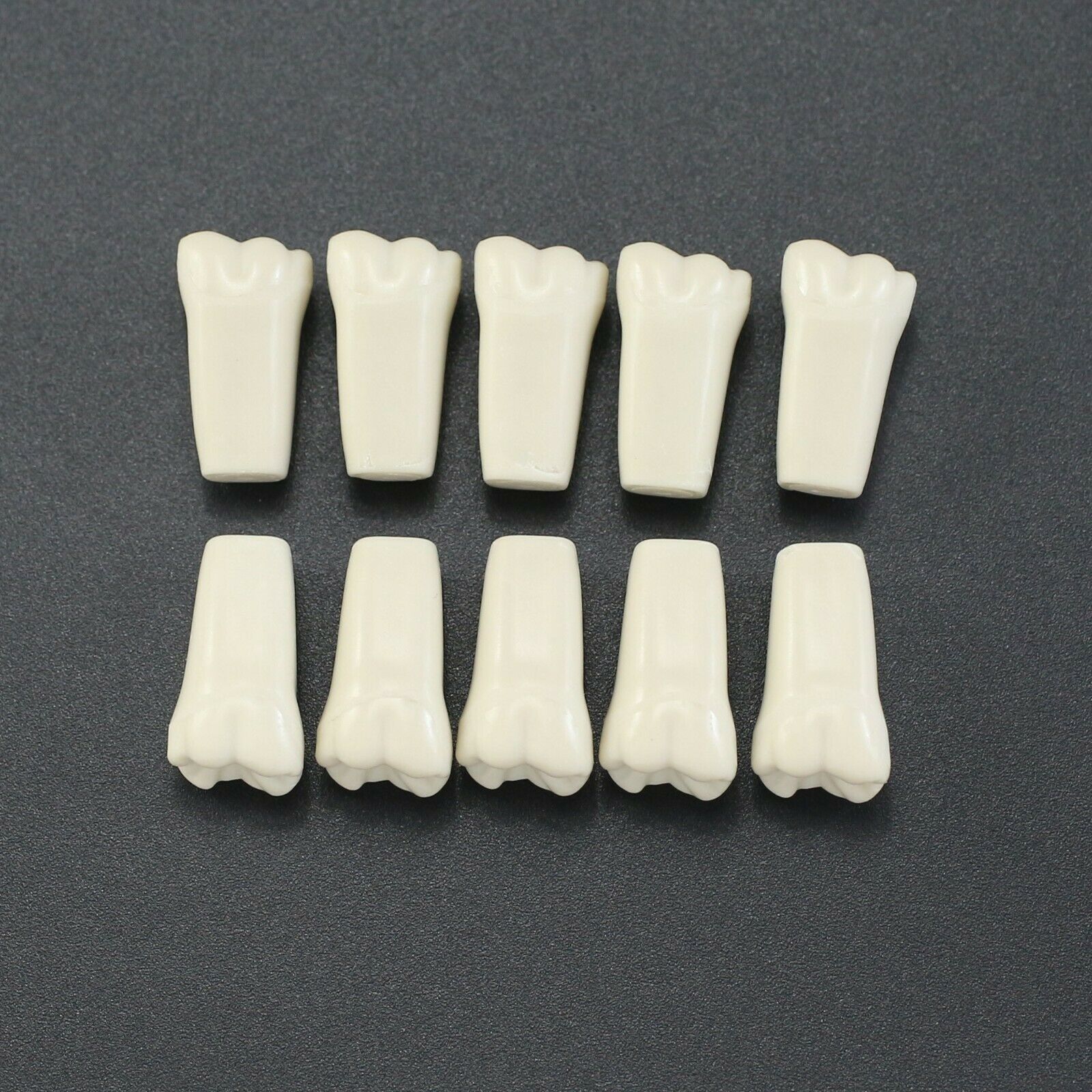 10-Piece/Lot Dental Typodont Teeth Replacement Teeth, Compatible with Columbia 860 image 2