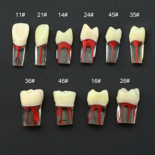 Professional Dental RCT Endo Practise Typodont Teeth Naturally Rooted, Compatible with Kilgore Nissin image 1