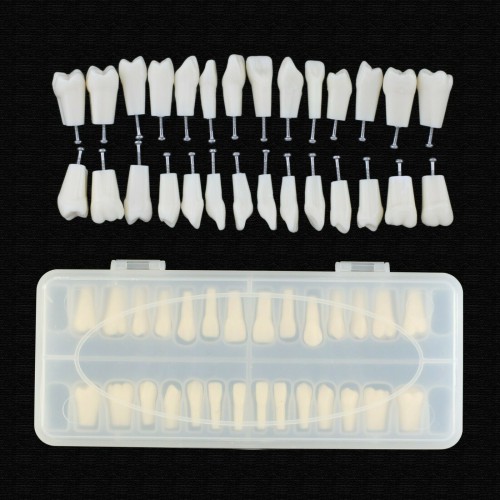 Dental Typodont Teeth Replacement with Screw, Compatible and 28-Piece Teeth Frasaco ANA-4 Typodont image 1