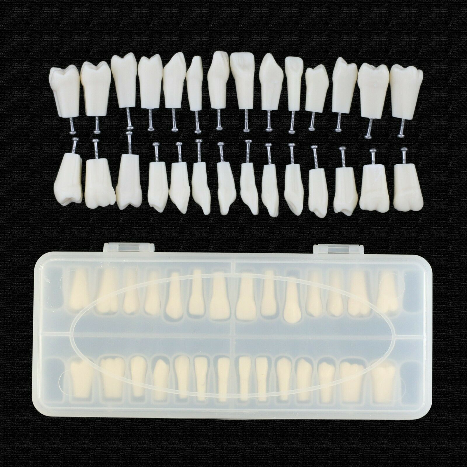 Dental Typodont Teeth Replacement with Screw, Compatible and 28-Piece Teeth Frasaco ANA-4 Typodont image 2