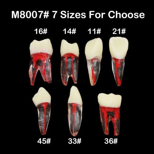 7-Piece Dental Endodontic Root Canal RCT Practice Endo Teeth Model Pulp Study image 1