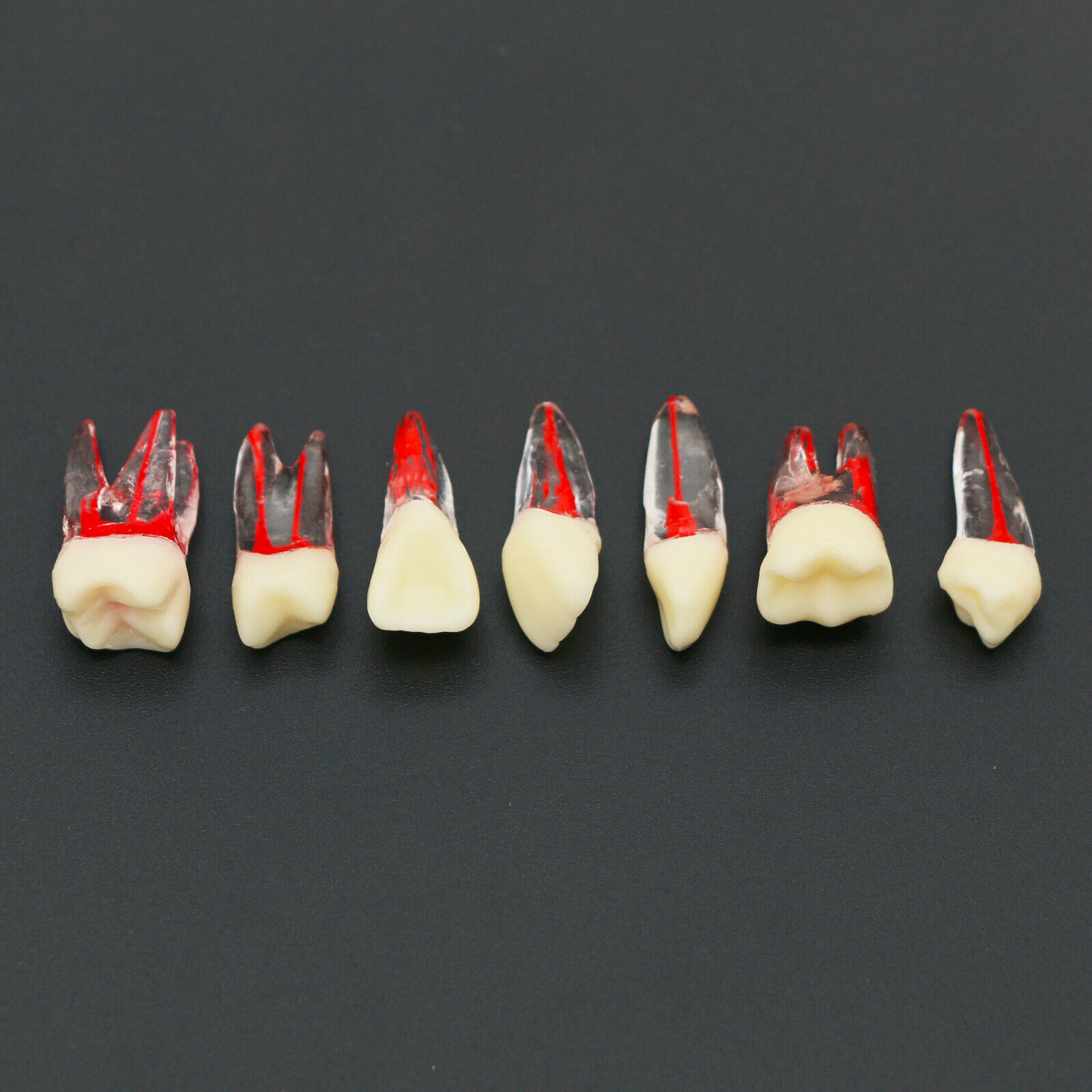 7-Piece Dental Endodontic Root Canal RCT Practice Endo Teeth Model Pulp Study image 3